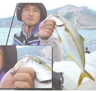 Photo of Yellow Tail Fish...Korean name is Boosiri Caught by Jake with Mister Twister  in Jordan