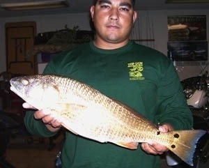 Photo of Redfish Caught by Ramon with Mister Twister  in Florida