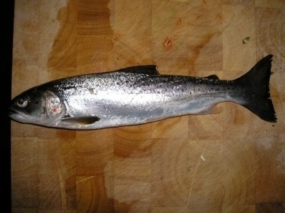 Photo of sea run trout (welsh name sewen) Caught by Stephen with Mister Twister  in United Kingdom