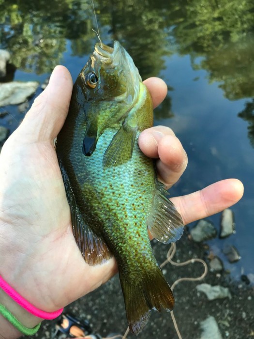 Photo of Red Breasted Sunfish Caught by John with Mister Twister 1¼
