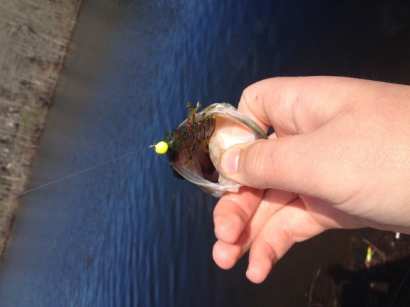 Photo of Bass Caught by Ryan with Mister Twister 2¾