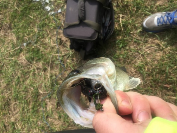 Photo of Bass Caught by Dave with Mister Twister 4
