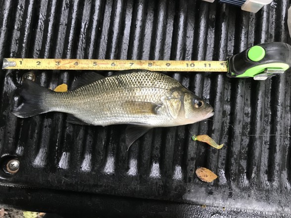Photo of Perch Caught by John with Mister Twister 1 ¾
