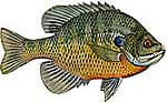 Bluegill Thumbnail