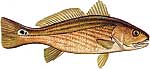 Redfish Thumbnail