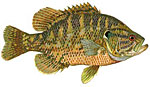 Rock Bass / Google-Eye Thumbnail