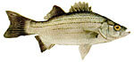 White Bass Thumbnail