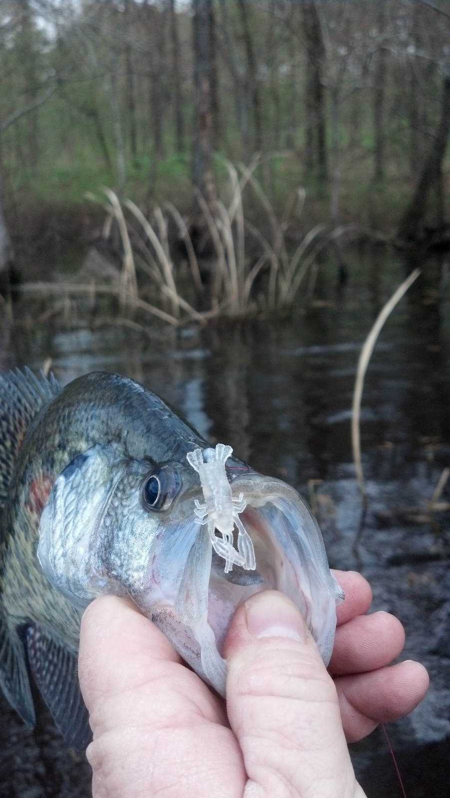 Crappie Caught by John with Mister Twister 1¼ Micro Crawfish™ in Arkansas