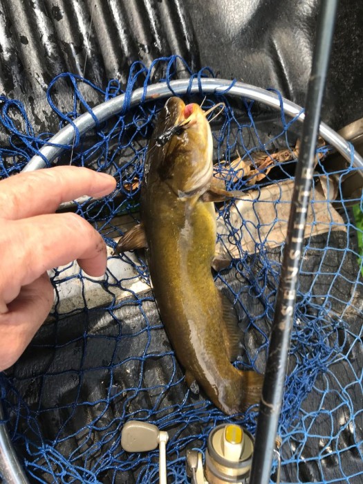 Yellow Bullhead Caught by John with Mister Twister 1¼ Nymph in