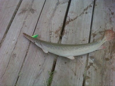 Alligator Gar Caught by Al with Mister Twister Sassy Shad® in Texas