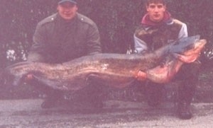 Photo of Catfish Caught by Tomaz with Mister Twister  in Slovenia