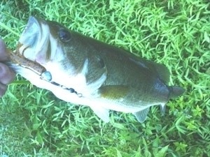 Photo of Bass Caught by Jim with Mister Twister  in Pennsylvania