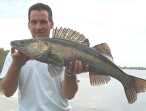 Photo of Walleye Caught by Hauke with Mister Twister  in Germany
