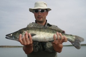 Photo of Walleye Caught by Stefan with Mister Twister Sassy Shad® in Romania