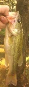 Photo of Bass Caught by Chandler with Mister Twister 3