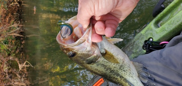 Photo of Bass Caught by Todd with Mister Twister  in Virginia