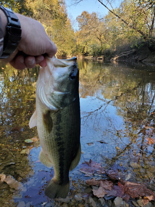 Photo of Bass Caught by Kenny with Mister Twister 6