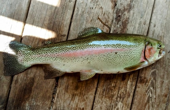 Photo of Trout Caught by Jeffrey with Mister Twister  in Georgia