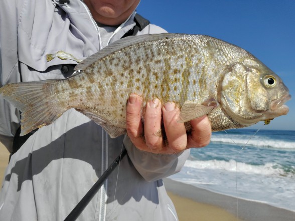Photo of Barred Surfperch Caught by David with Mister Twister 2