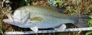 Photo of Bass Caught by J.W. with Mister Twister  in Indiana