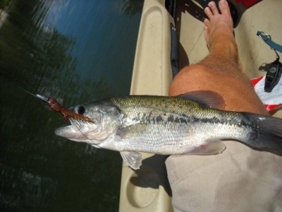 Photo of Bass Caught by Jim with Mister Twister 2¾