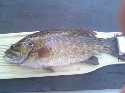 Photo of Bass Caught by Trey  with Mister Twister 3