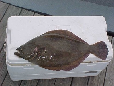 Photo of Starry Flounder Caught by Danny with Mister Twister Sassy Shad® in Oregon