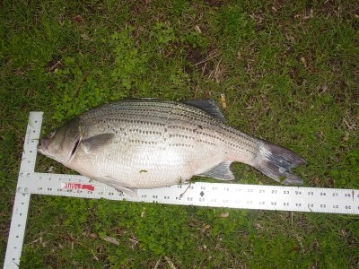 Photo of Bass Caught by James with Mister Twister Sassy Shad® in Kansas