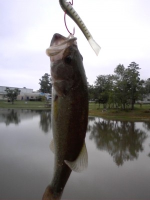 Photo of Bass Caught by Brandon  with Mister Twister Mister Mino™ in United States