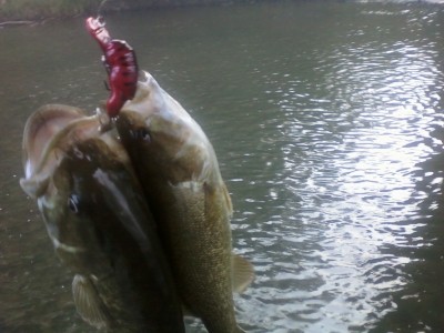 Photo of Bass Caught by Mark  with Mister Twister  in Ohio