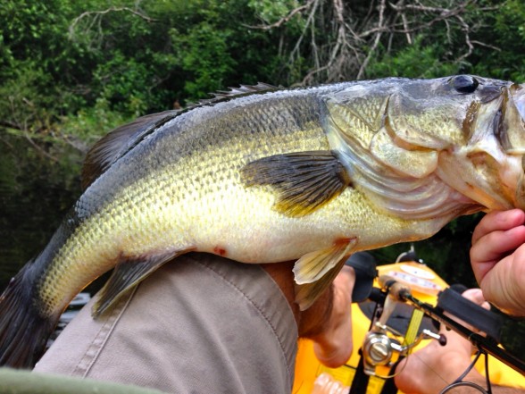 Photo of Bass Caught by Jay with Mister Twister 2