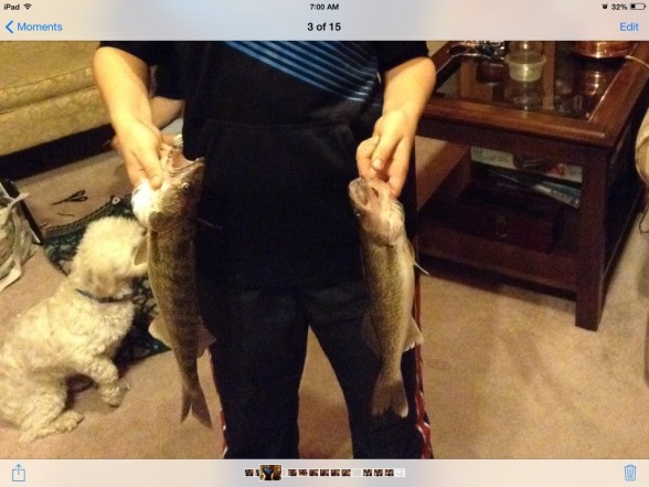 Photo of Pickerel Caught by Luke with Mister Twister Sassy Shad® in Ontario