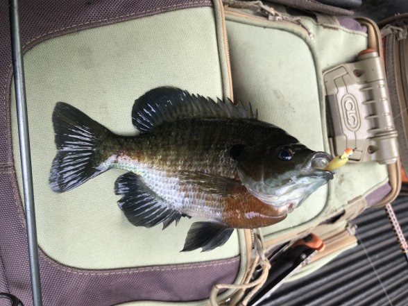 Photo of Bluegill Caught by John with Mister Twister 1