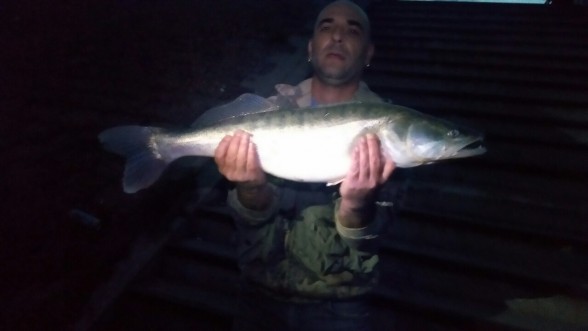Photo of pike,cat fish Caught by Ivan with Mister Twister Sassy Shad® in Yugoslavia