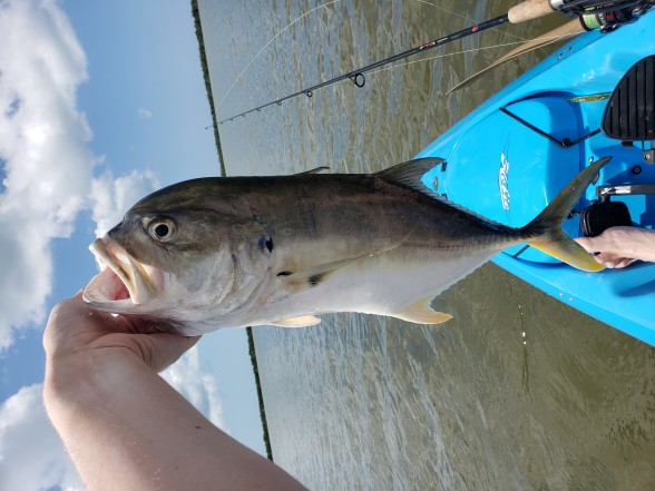 Photo of Jack Crevalle Caught by Stephen with Mister Twister Exude™ 4¼