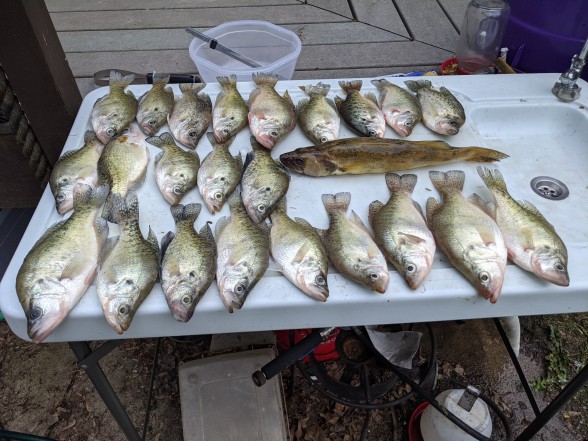 Photo of Crappie Caught by Steven with Mister Twister Knives in 