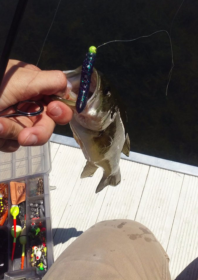 Using the Poc'it Fry on a NED Rig - Fishing Advice from Mister Twister