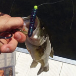 Mister Twister Tips - Articles About Freshwater & Saltwater Fishing